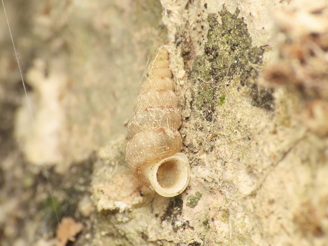 Cochlostoma da identificare