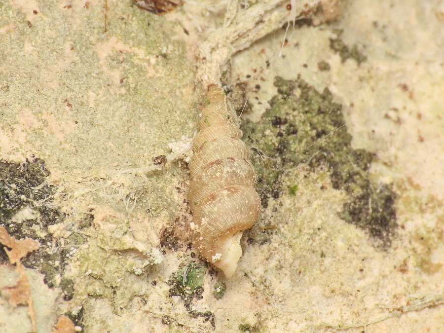 Cochlostoma da identificare