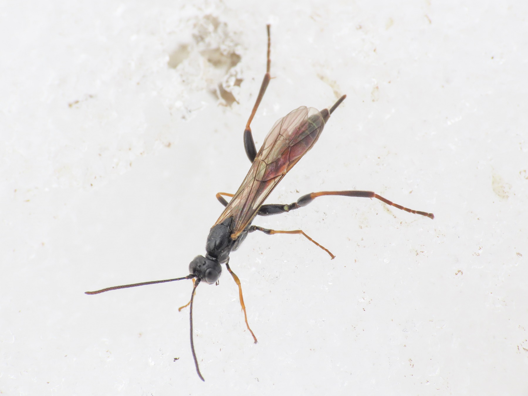 Collyria sp. (Ichneumonidae, Collyriinae), femmina
