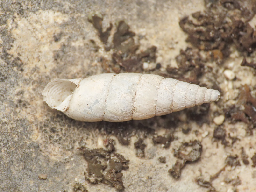 Clausiliidae da identificare