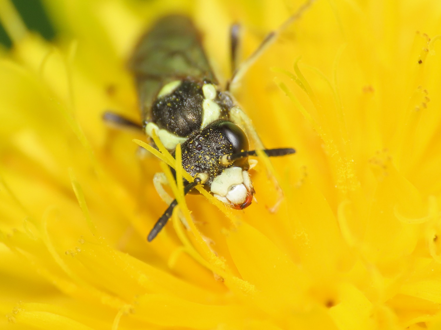 Tenthredinidae da identificare: Tenthredo cfr. arcuata