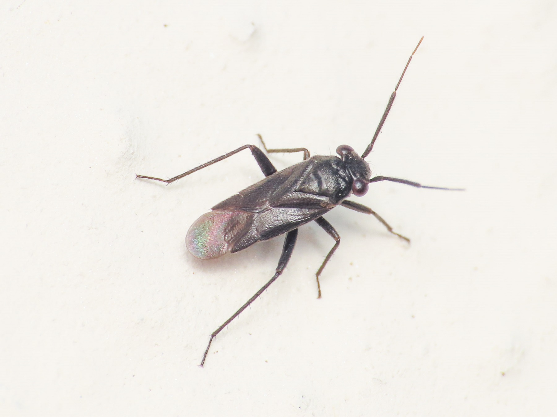 Miridae:Pachytomella?  S, Pachytomella passerinii, maschio