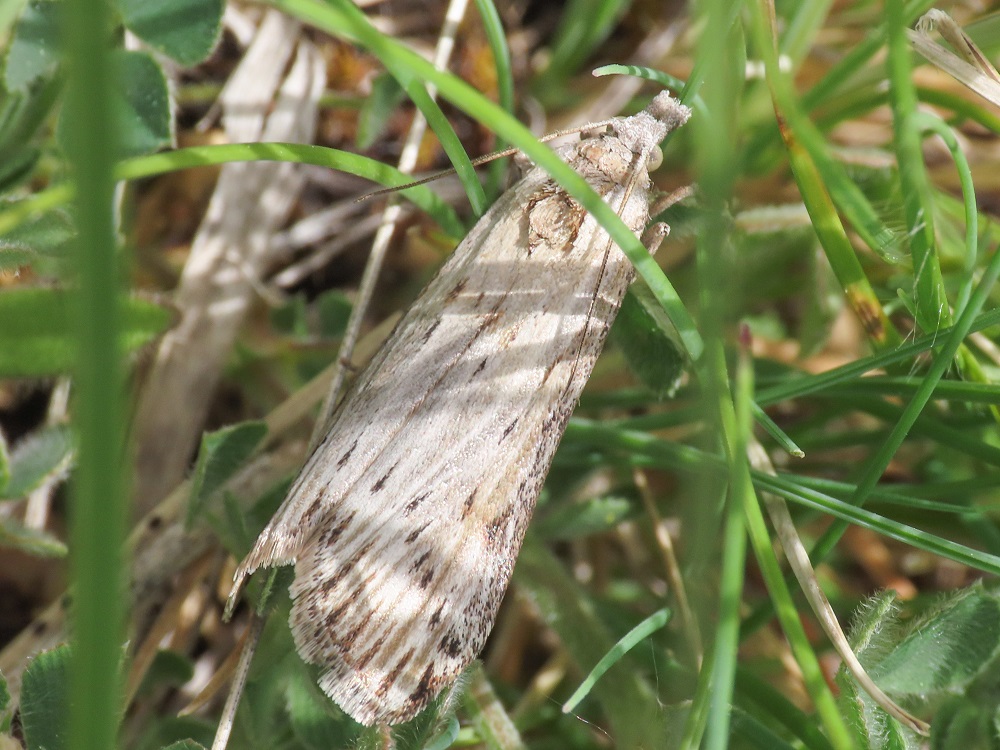 Ematheudes punctella - Pyralidae