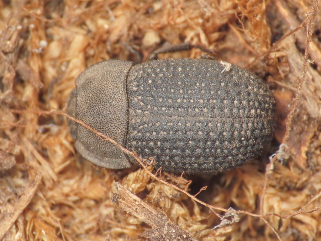 Tenebrionidae: Opatrum dahli