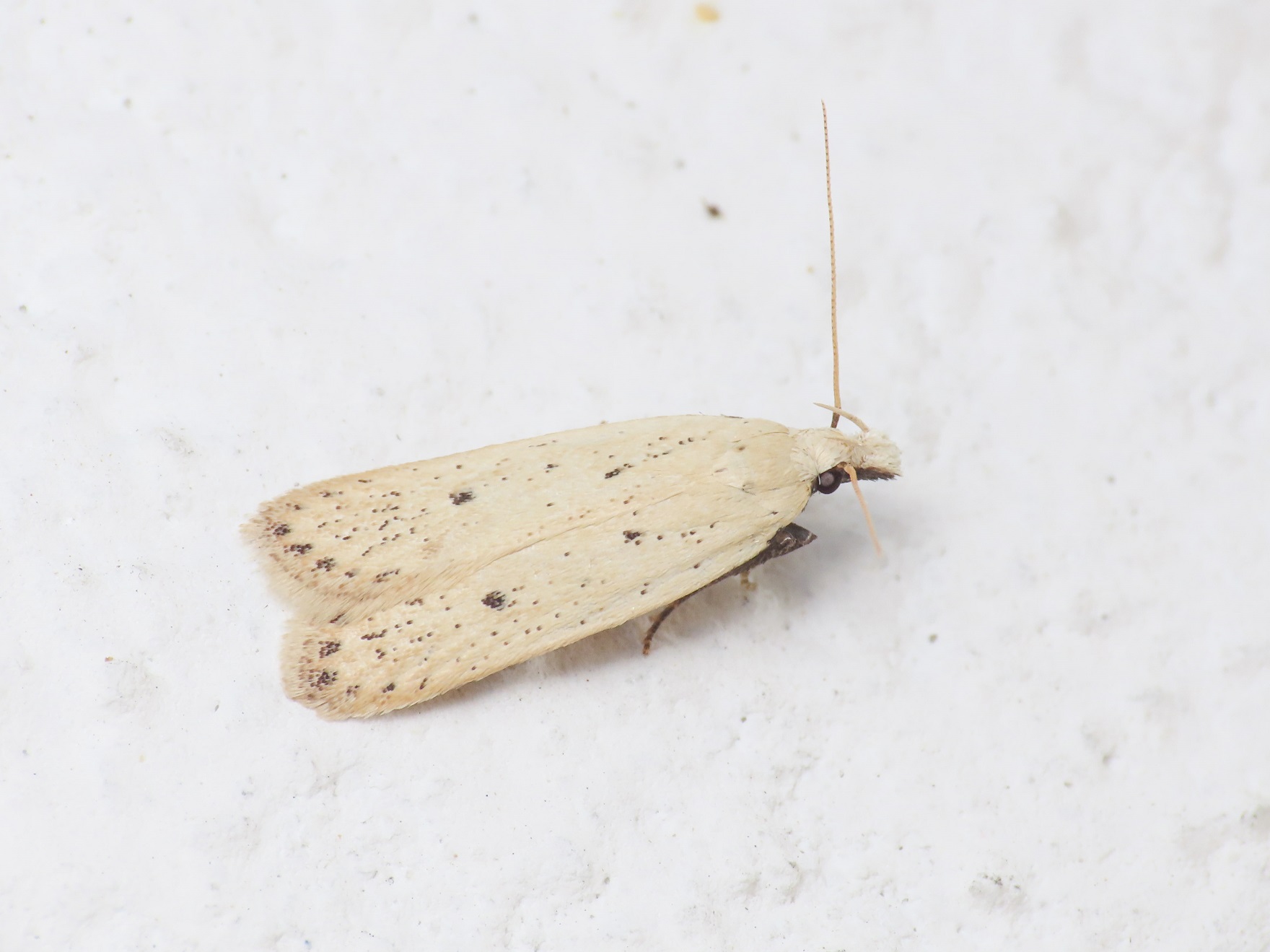 Nothris verbascella - Gelechiidae? S