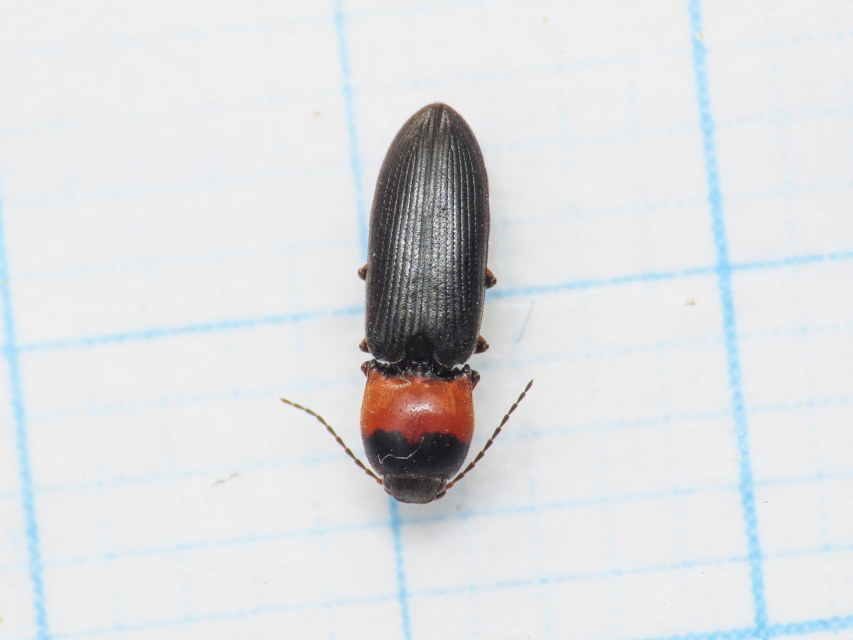 Elateridae: Cardiophorus aff. italicus