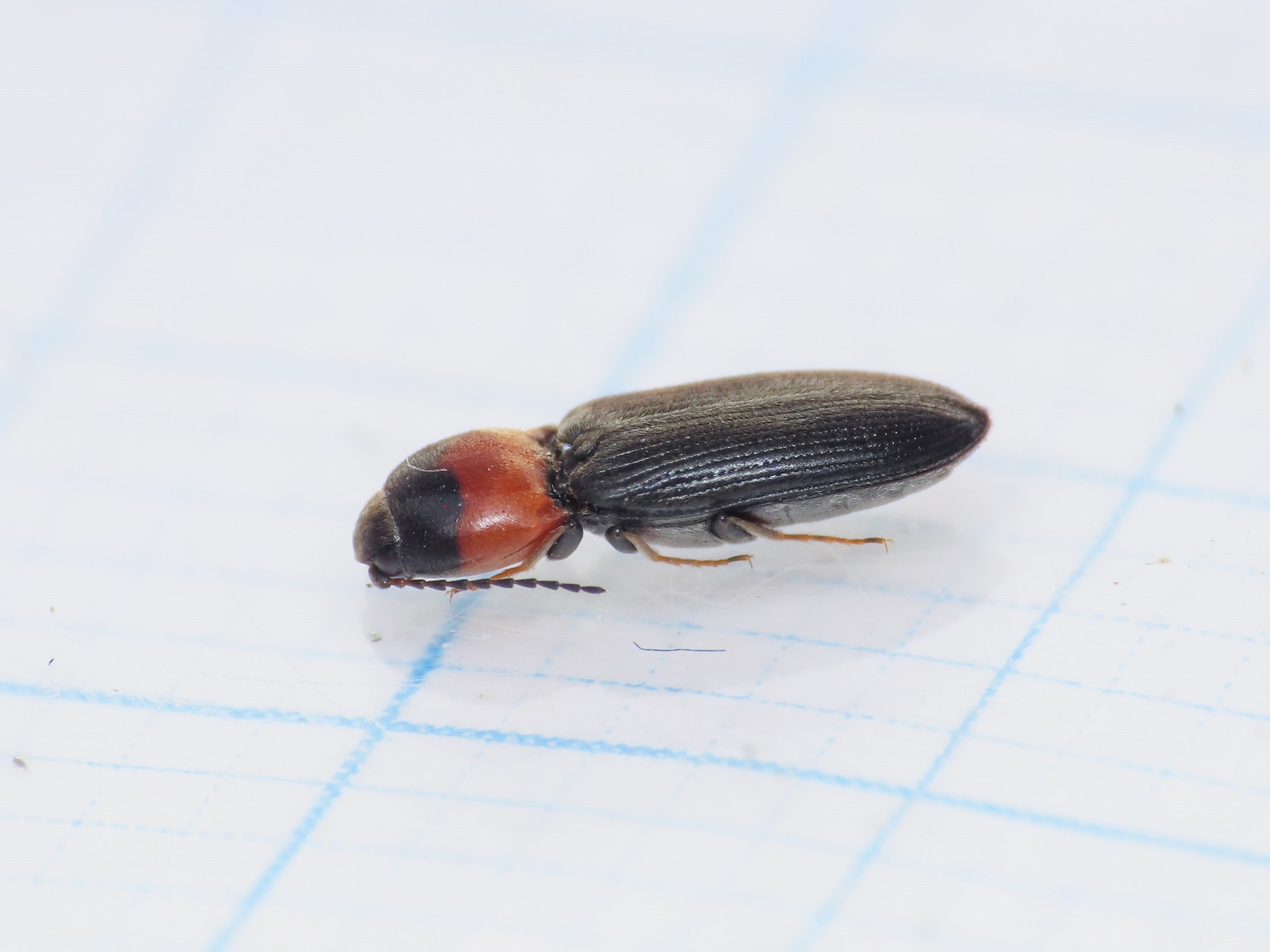 Elateridae: Cardiophorus aff. italicus