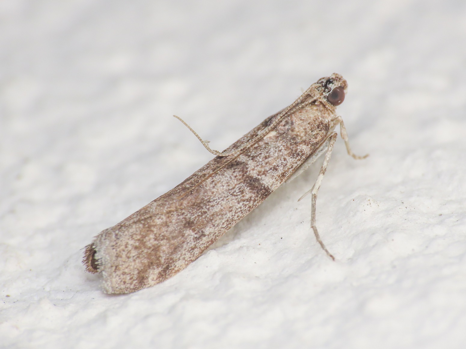 Pyralidae da identificare