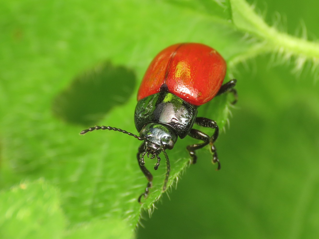 Chrysomelidae: Chrysolina (Melasomoptera) lutea