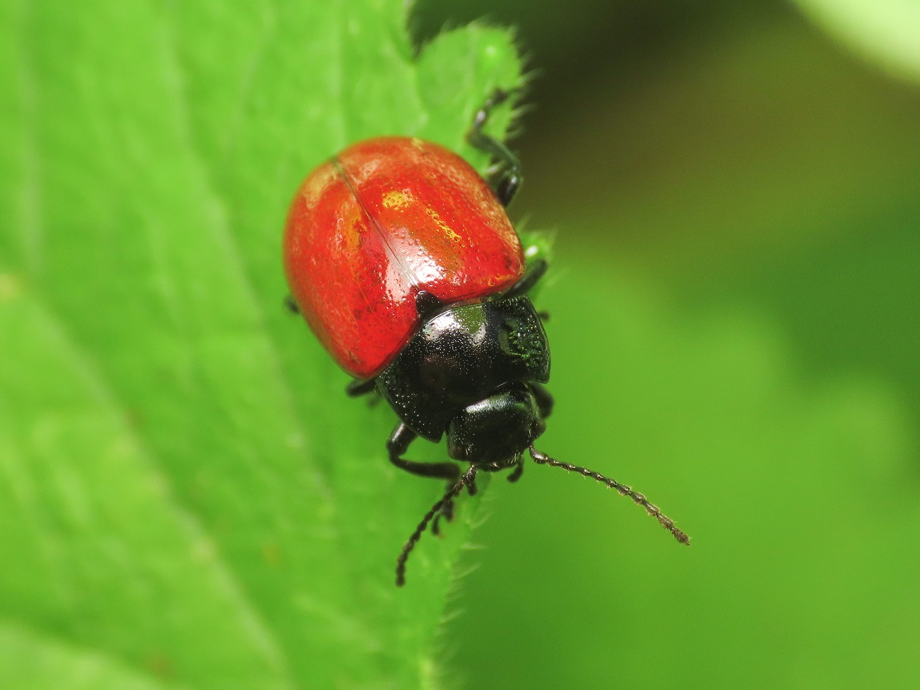 Chrysomelidae: Chrysolina (Melasomoptera) lutea