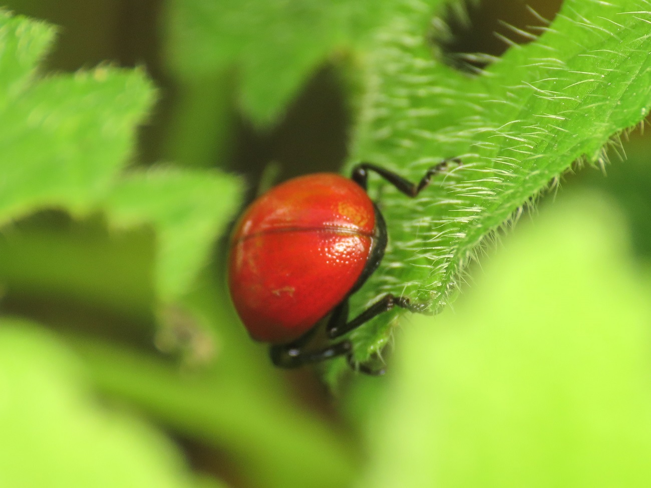 Chrysomelidae: Chrysolina (Melasomoptera) lutea