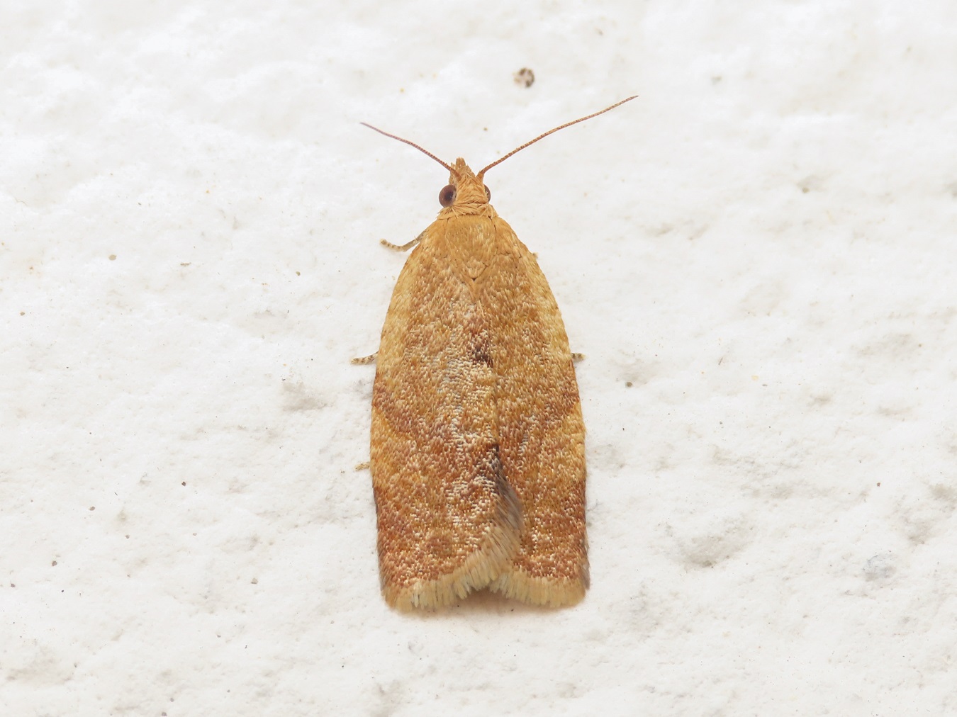 Tortricidae: Aphelia ferugana da confermare