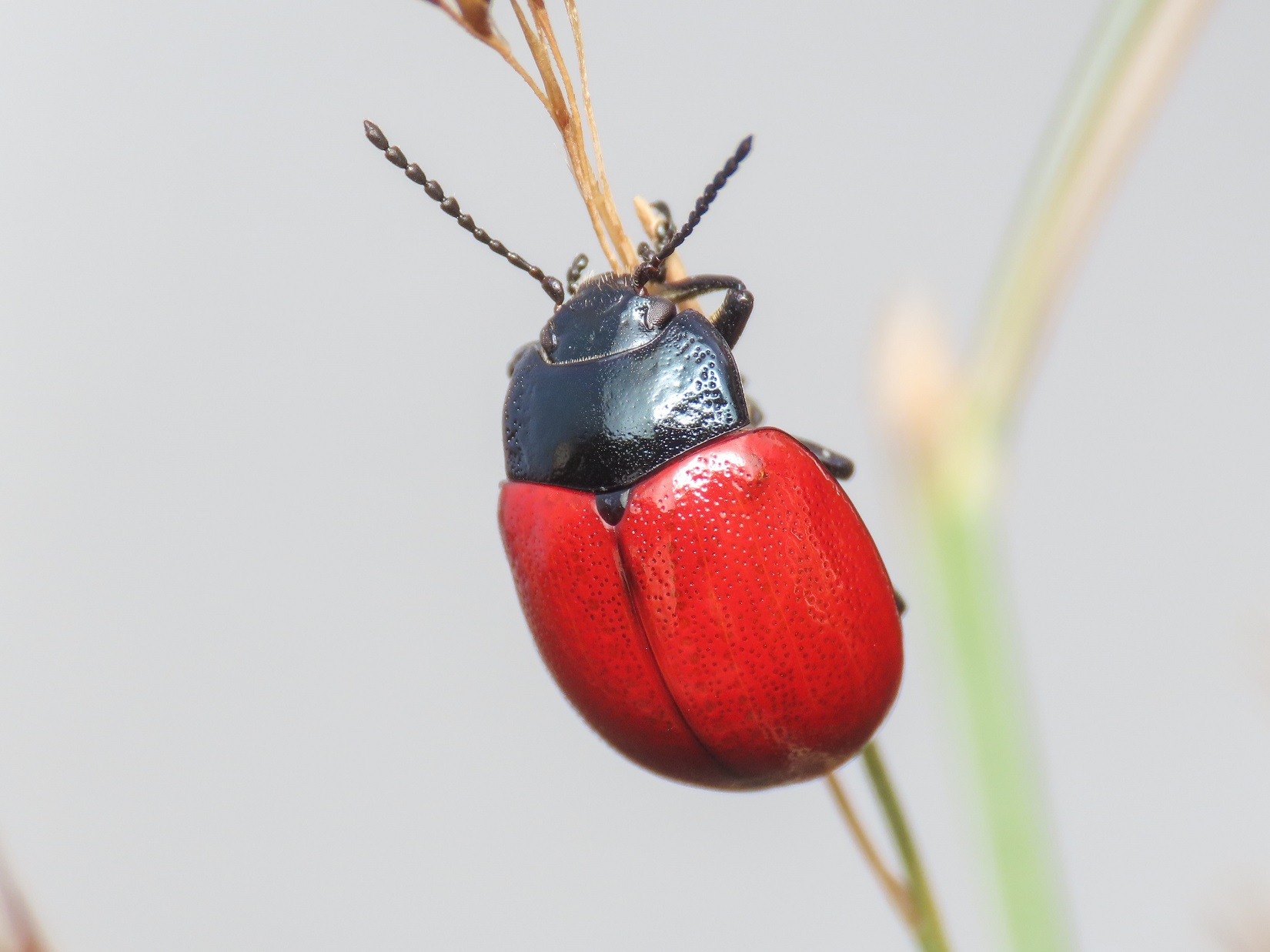 Chrysolina da ID: Chrysolina lutea