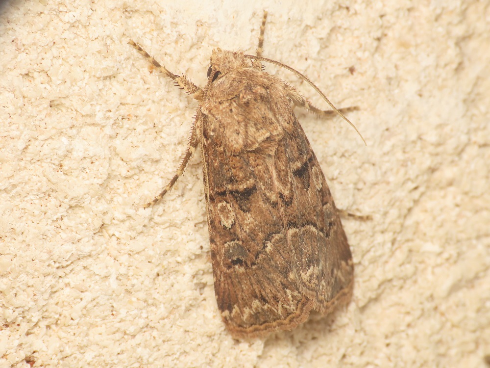 Noctuidae: Agrotis bigramma