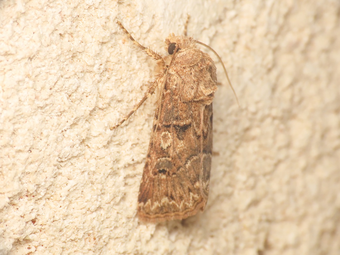 Noctuidae: Agrotis bigramma