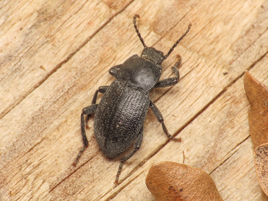 Tenebrionidae: Dendarus dalmatinus, maschio