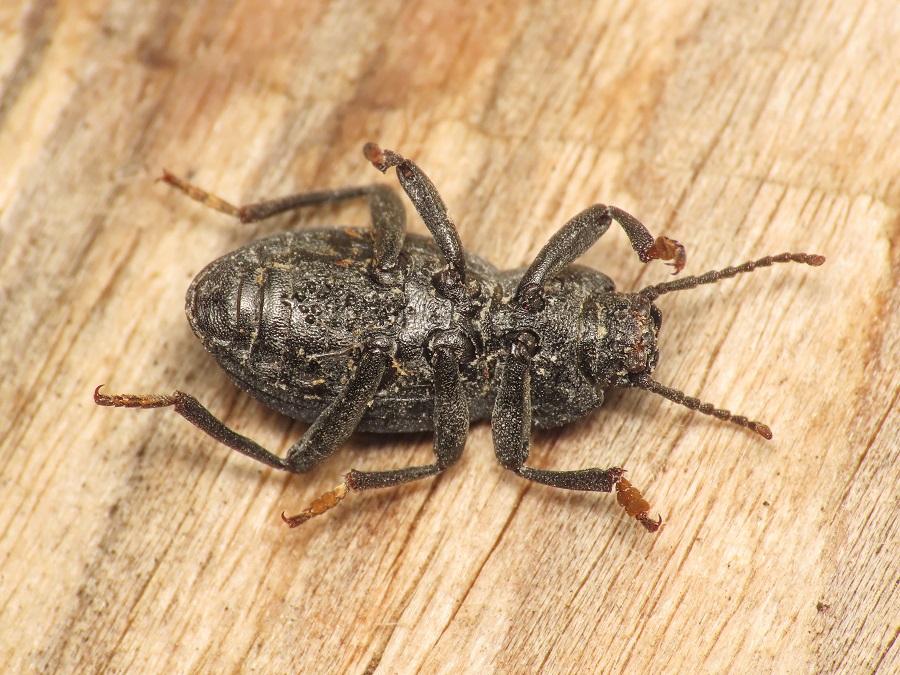 Tenebrionidae: Dendarus dalmatinus, maschio