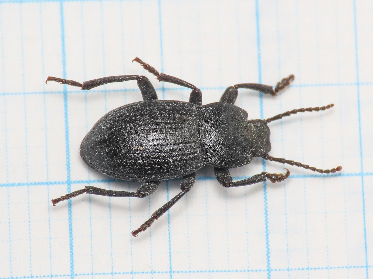 Tenebrionidae: Dendarus dalmatinus, maschio