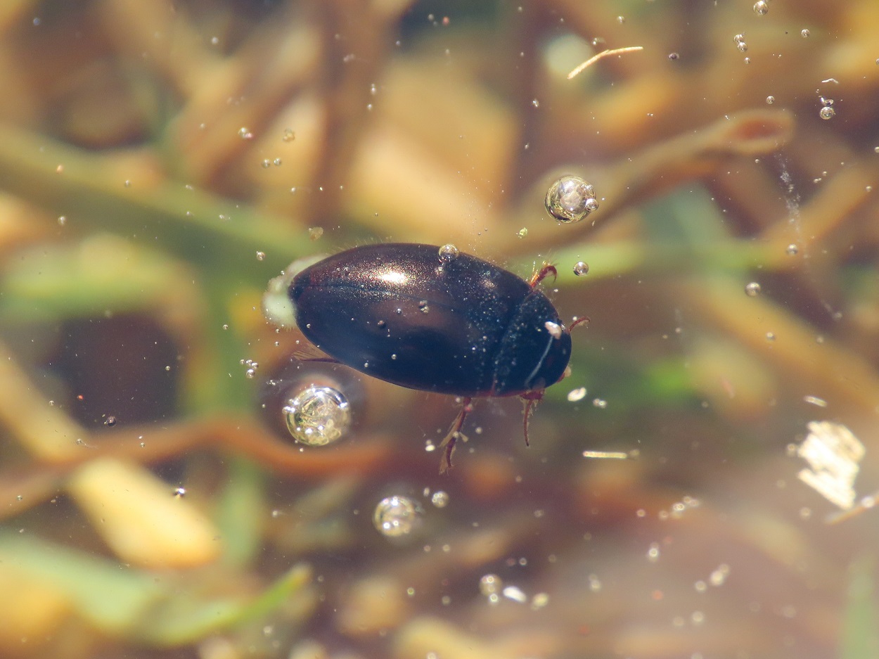 Dytiscidae da identificare