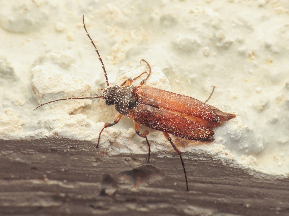 Cebrionidae: Cebrio fiorii