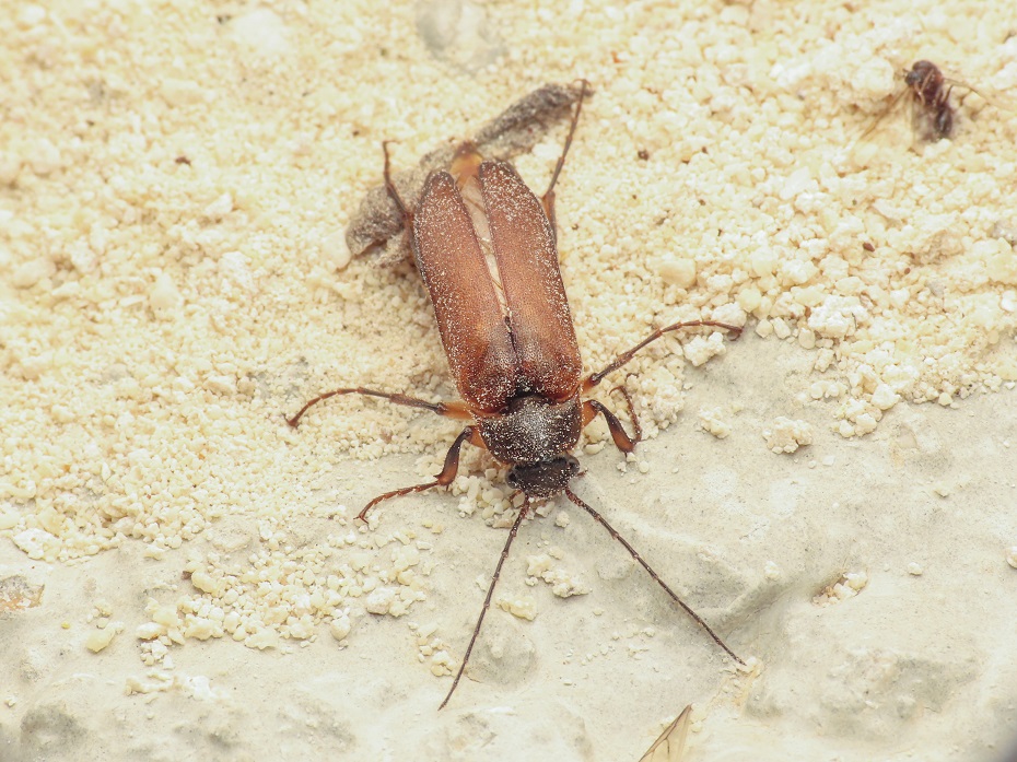 Cebrionidae: Cebrio fiorii