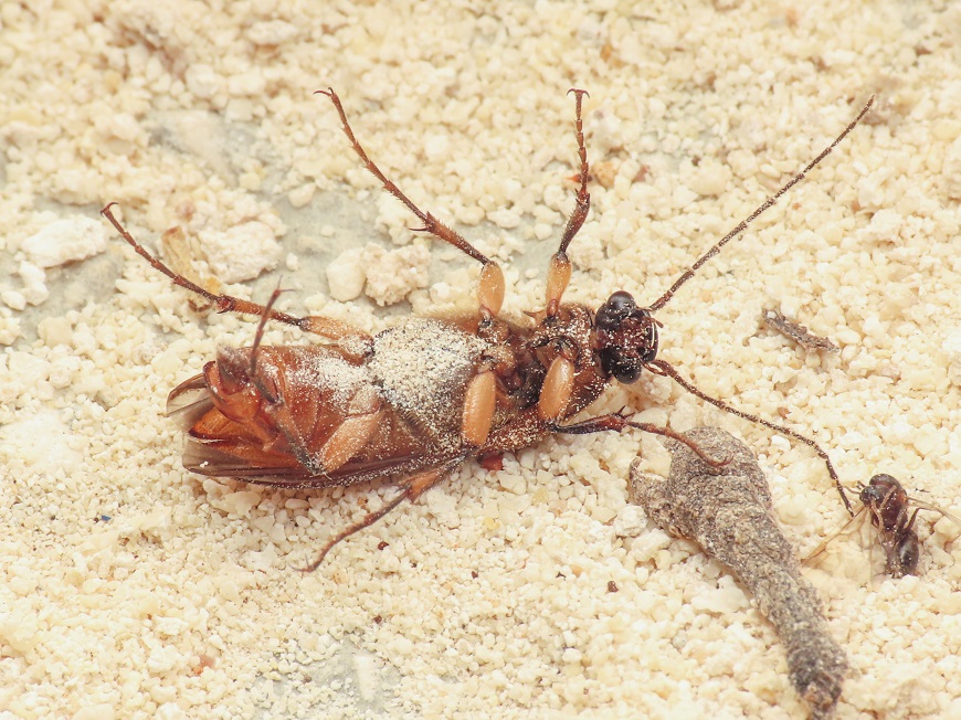 Cebrionidae: Cebrio fiorii