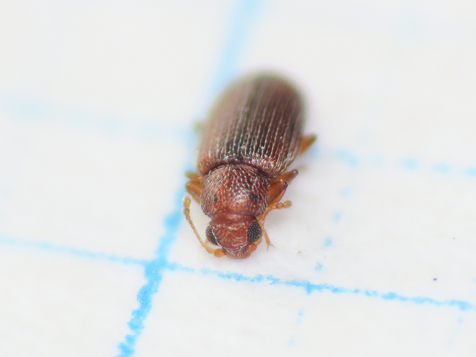 Latridiidae: Melanophthalma cf. fuscipennis