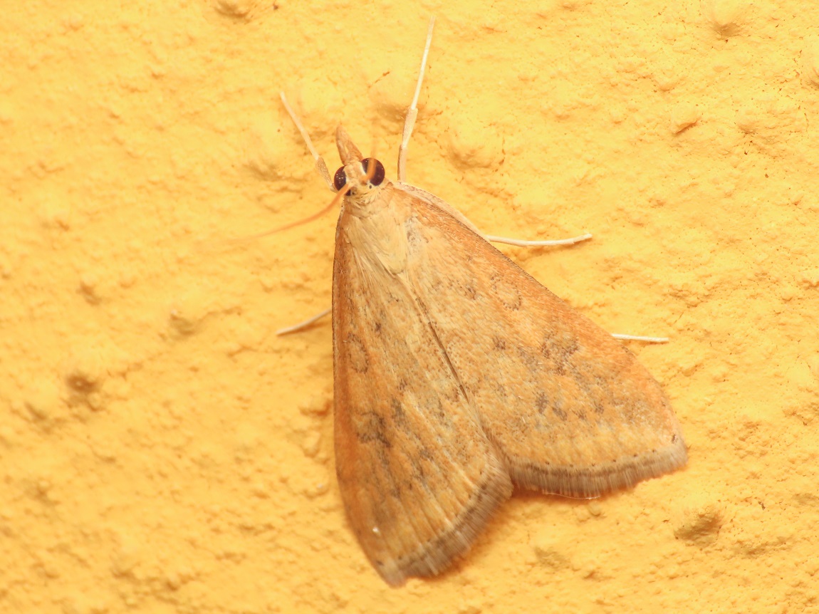 Crambidae: Udea ferrugalis