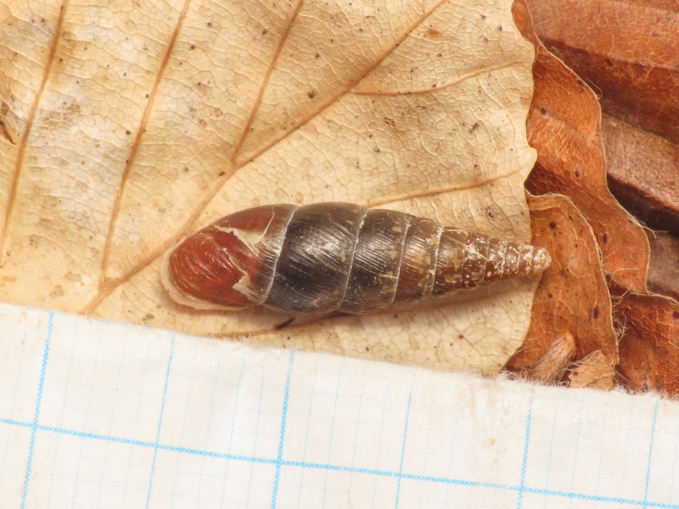 Clausiliidae da identificare