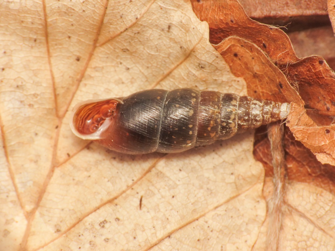 Clausiliidae da identificare