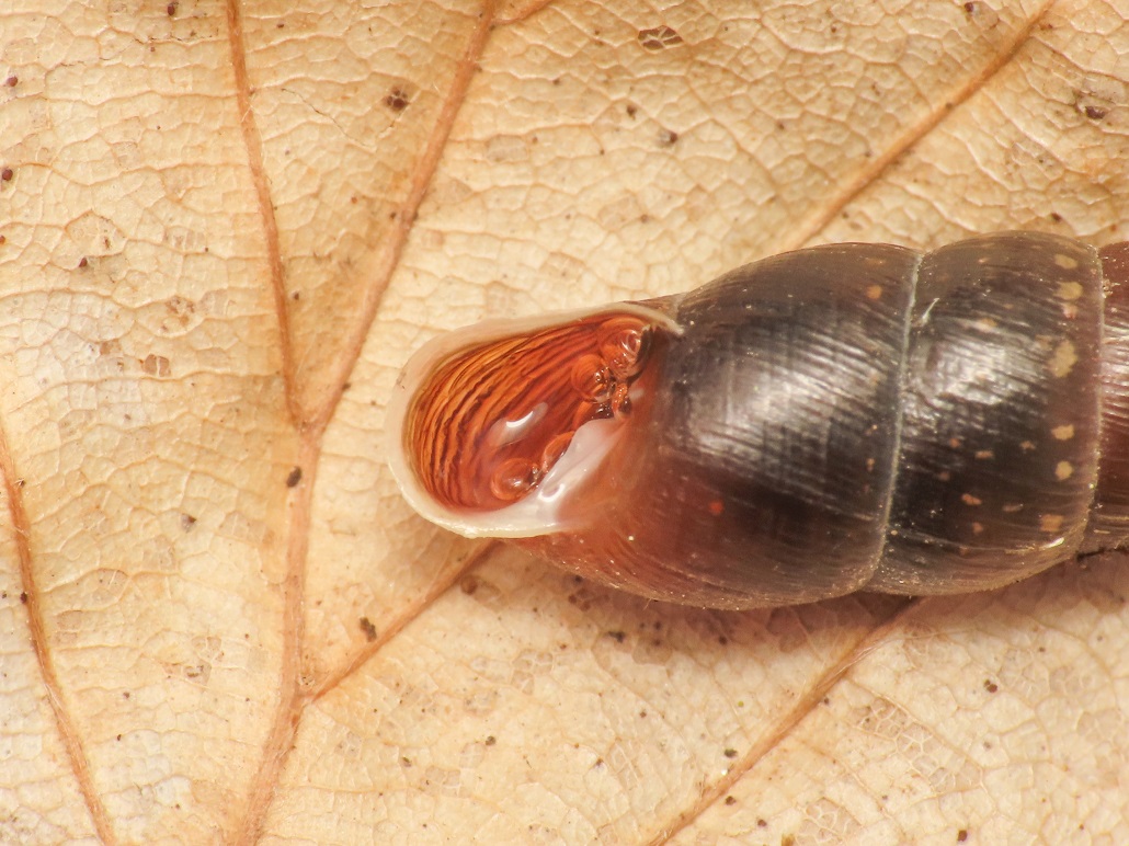 Clausiliidae da identificare