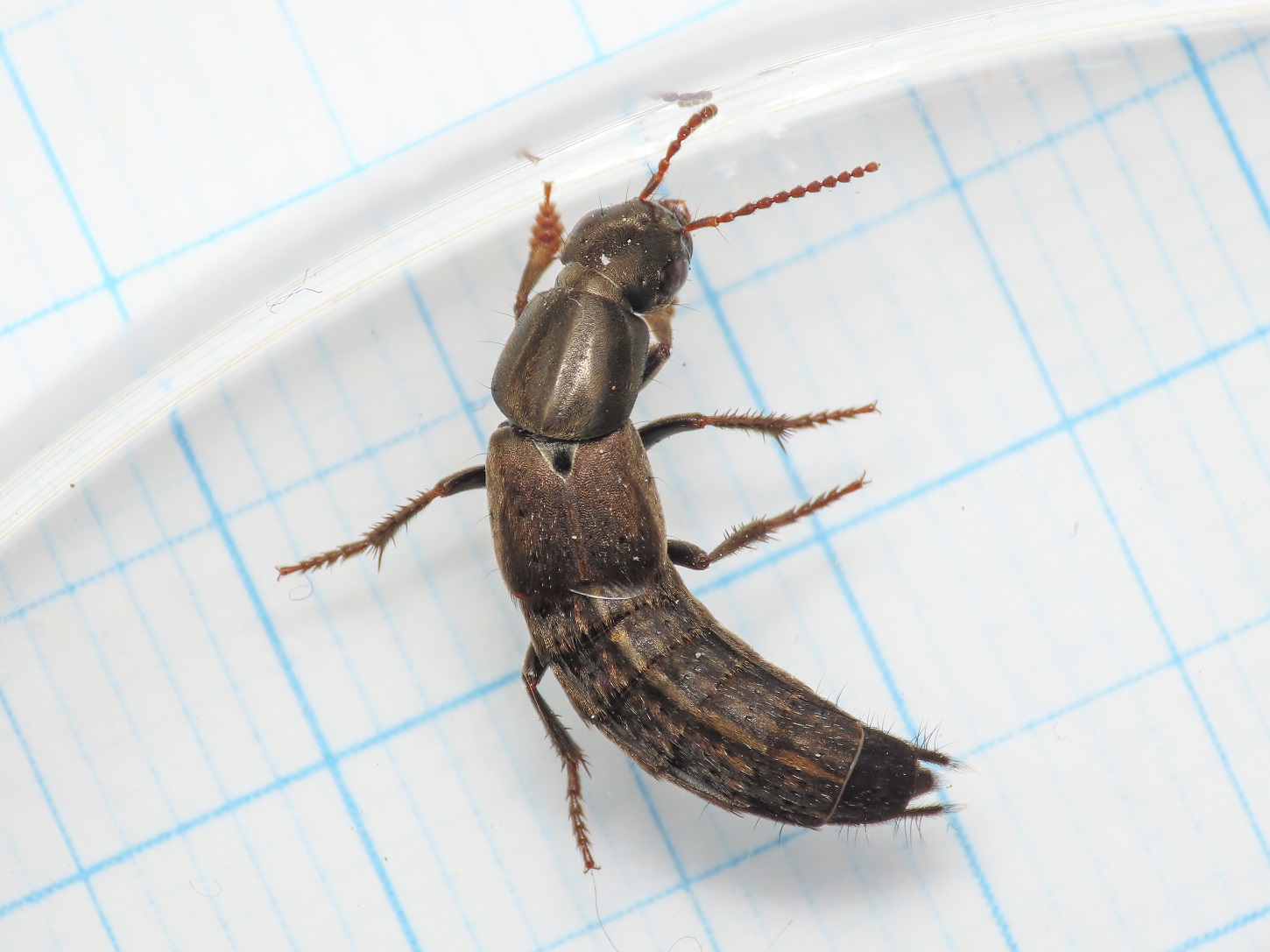 Ocypus da identificare: Pseudocypus picipennis