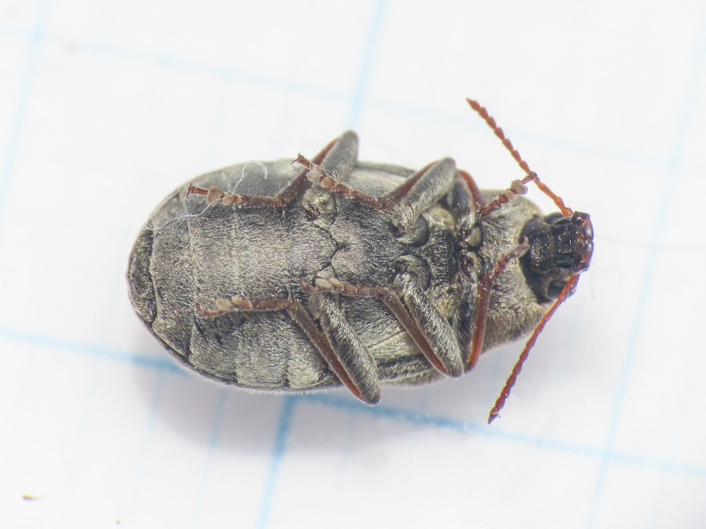 Mycteridae: Mycterus tibialis