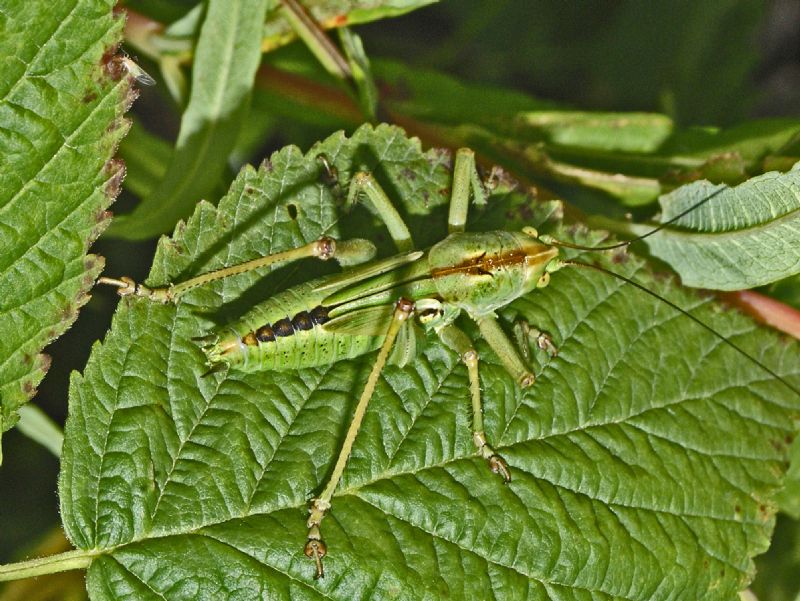 Ancora un Tettigoniidae:  neanide di Tettigonia sp.