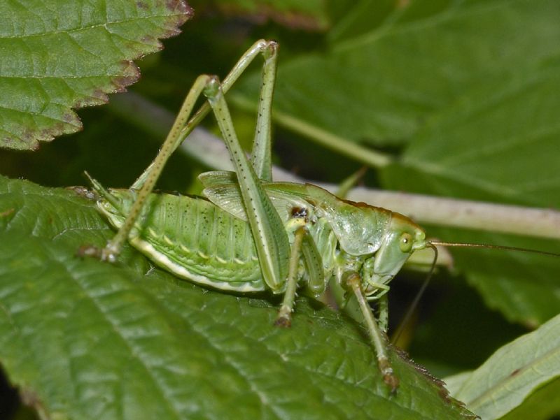 Ancora un Tettigoniidae:  neanide di Tettigonia sp.