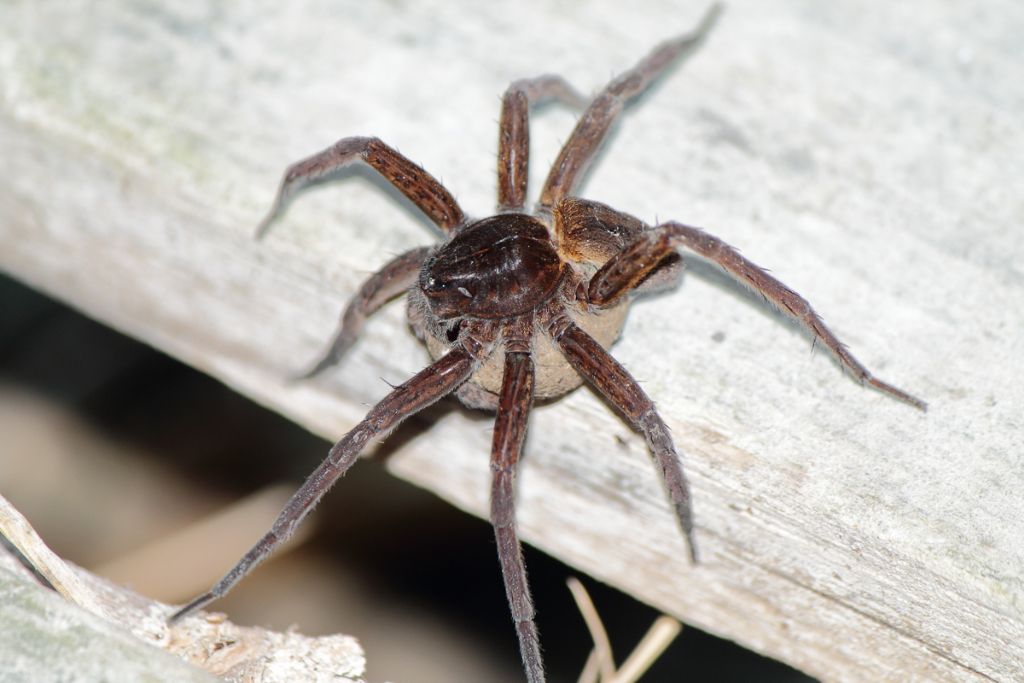 Dolomedes sp. con ovisacco - Stagno di Platamona (SS)