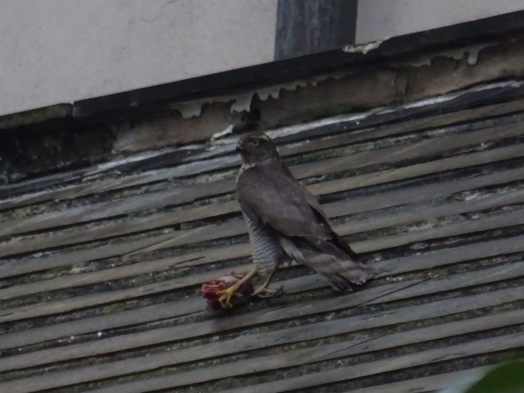 Identificazione rapace: Sparviere (Accipiter nisus), femmina