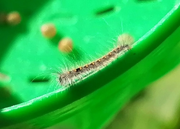 ID larva