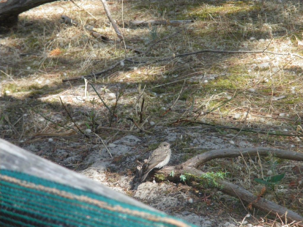 piccolo volatile mi osserva:  Pigliamosche (Muscicapa striata)