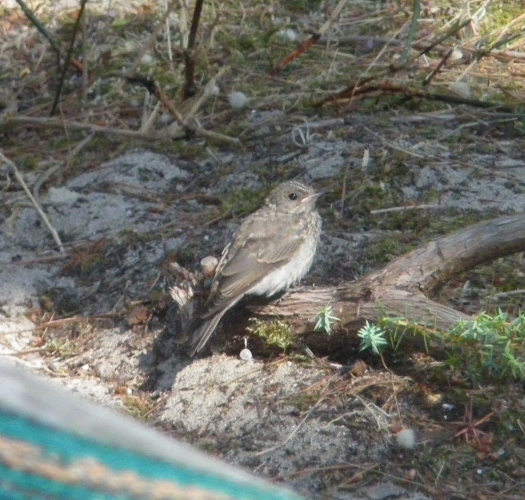 piccolo volatile mi osserva:  Pigliamosche (Muscicapa striata)