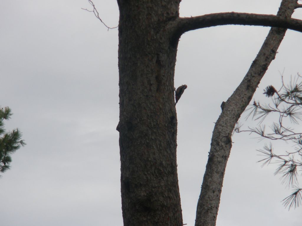 Picchio su grande pino: Picchio rosso maggioe (Dendrocopos major), giovane maschio