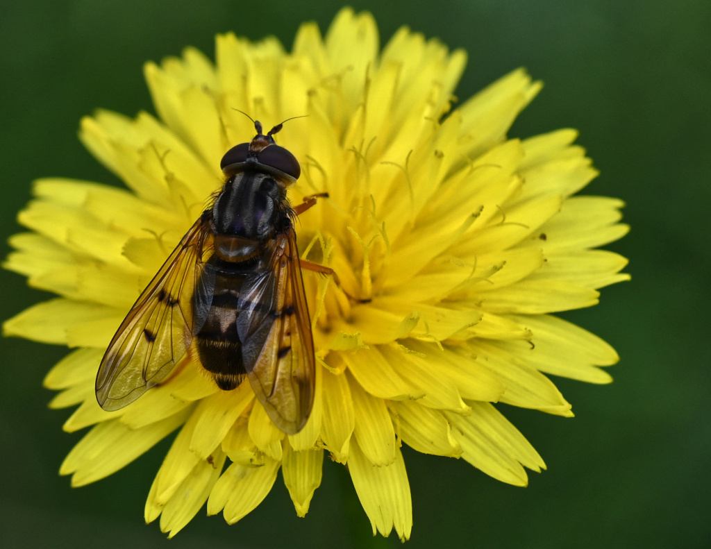 Syrphidae: Ferdinandea cuprea, femmina