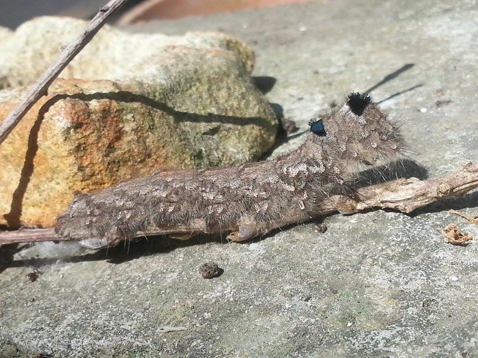 Identificazione larva falena - Gastropacha quercifolia, Lasiocampidae