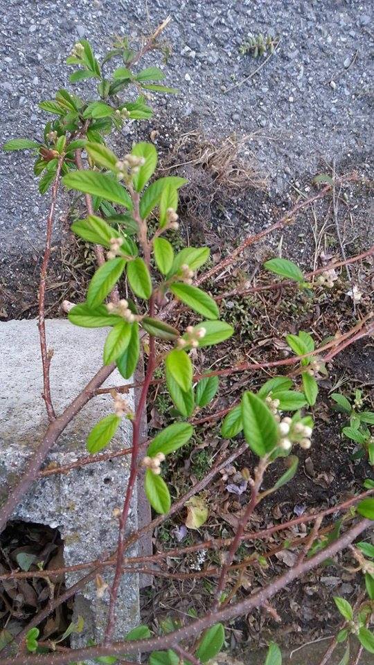 Arbusto da determinare:  Cotoneaster sp. (Rosaceae)