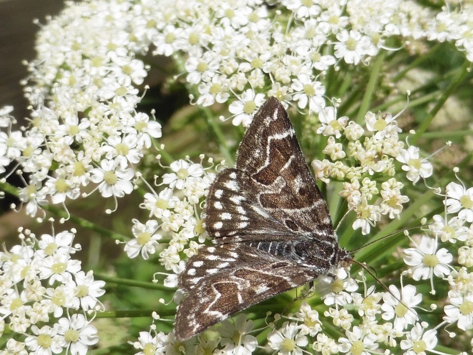 Richiesta Id - Euclidia (Callistege) mi, Erebidae