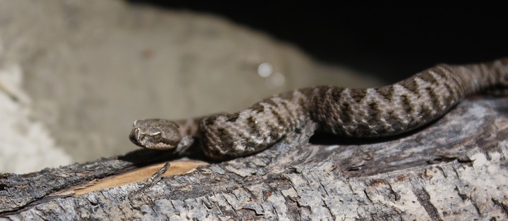 Riconoscimento serpente. Vipera?