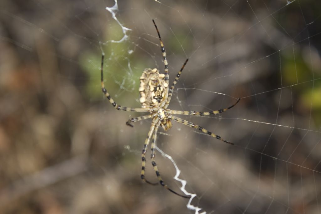 Argiope lobata - Salento (Puglia)