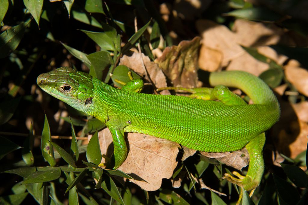 Lacerta bilineata?  S !