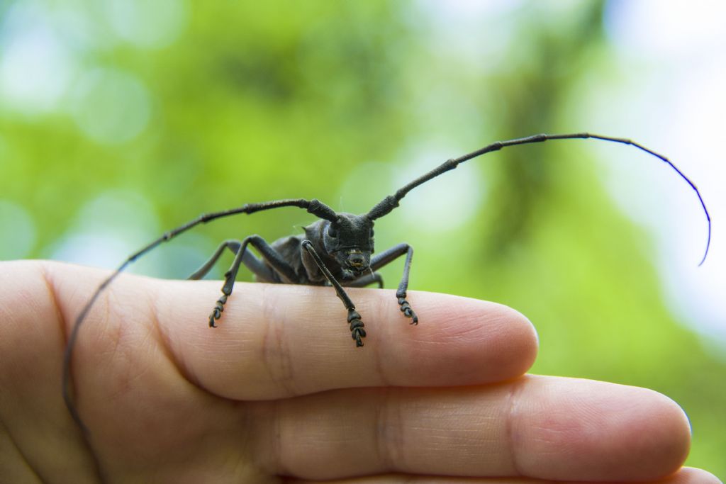 Cerambycidae:  Morimus asper, maschio
