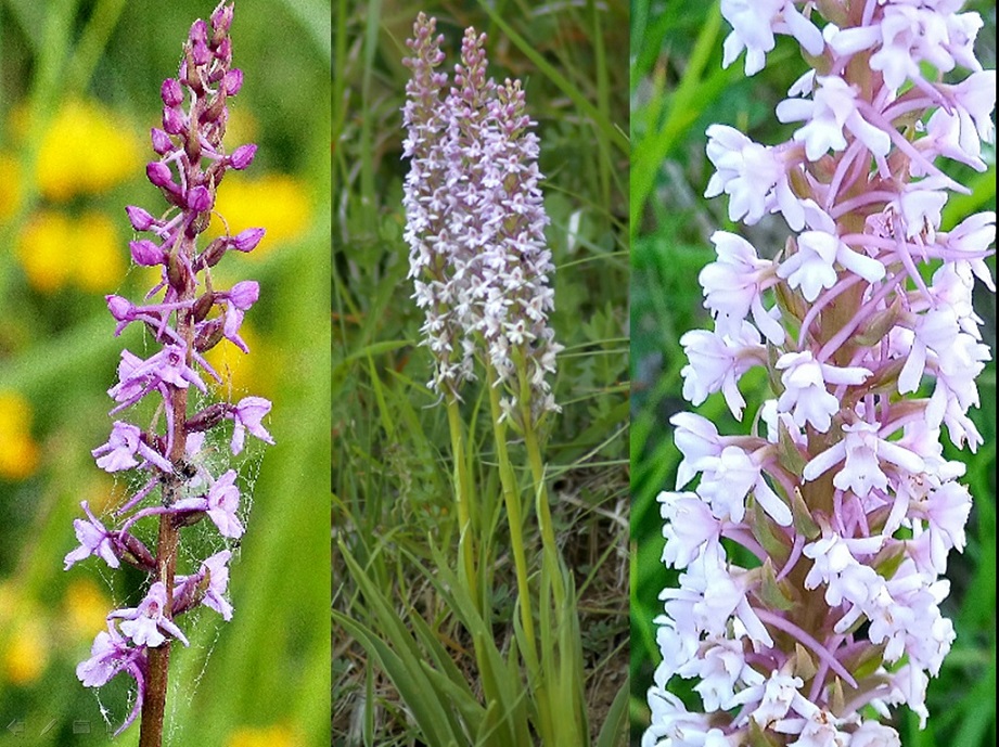 Gymnadenia conopsea var.aestivalis - Parco nazionale Gran Sasso e Laga  luglio 2020_2024.